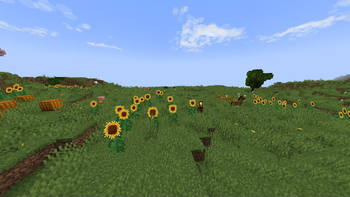 Sunflowers