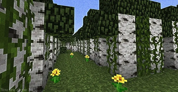 Birch