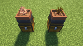 Berry / Apricon in pot