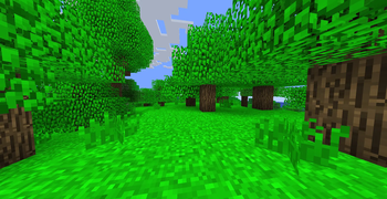 Forest-daytime