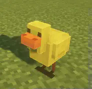 Chicken model