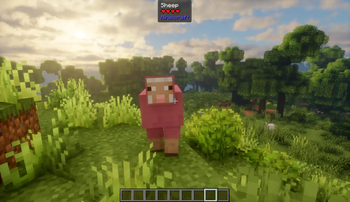 Pink Sheep