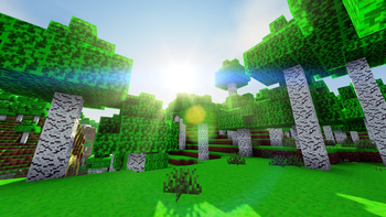 Birch Forest