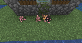 rodents