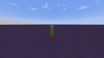 Head-on Cactus