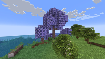 Jacaranda tree