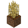 Wheat