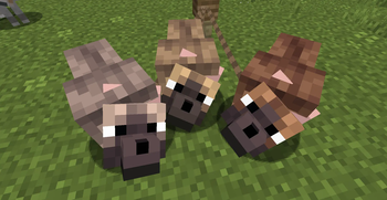 Chestnut Variations