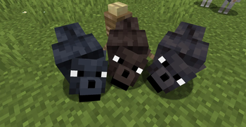 Black Variations
