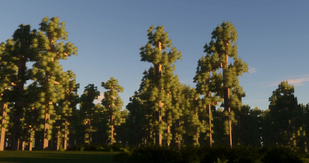 Florida Pinelands inspired forest