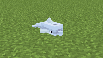 Baby Dolphin
