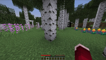 Forest Photo