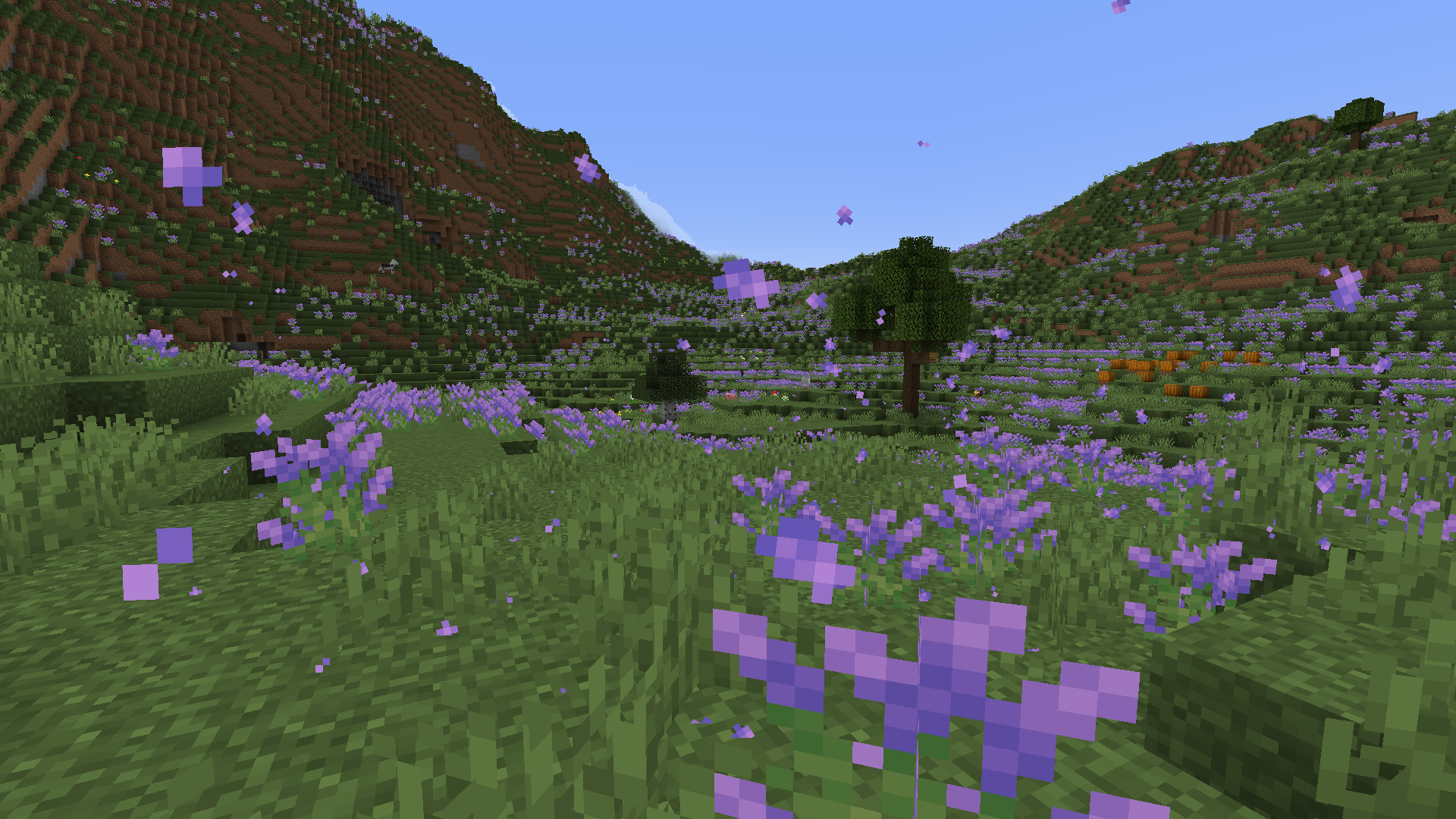 Lavender Plains