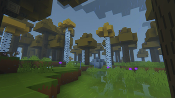 rainy forest