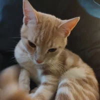 Kiopiiva