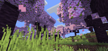 Cherry Bloom
