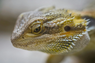 NamelessLizard52