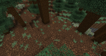 Old Growth Taiga