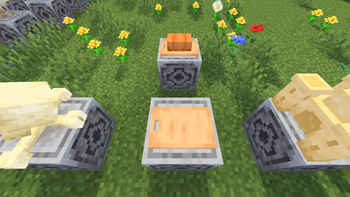 Cutting Board