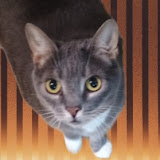 ImPuma1