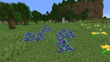 History Berry Bushes