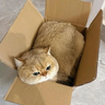 TheFatCat