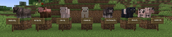 Pigs