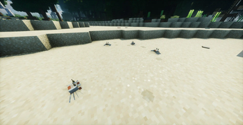 Sand Crabs