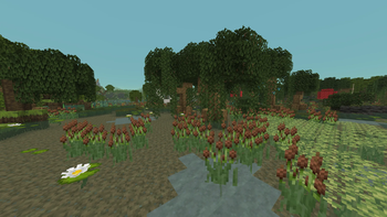 swamp