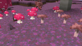 new mushrooms