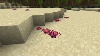 Crabs