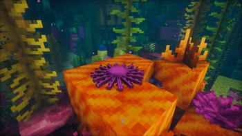 Crown Of Thorns starfish