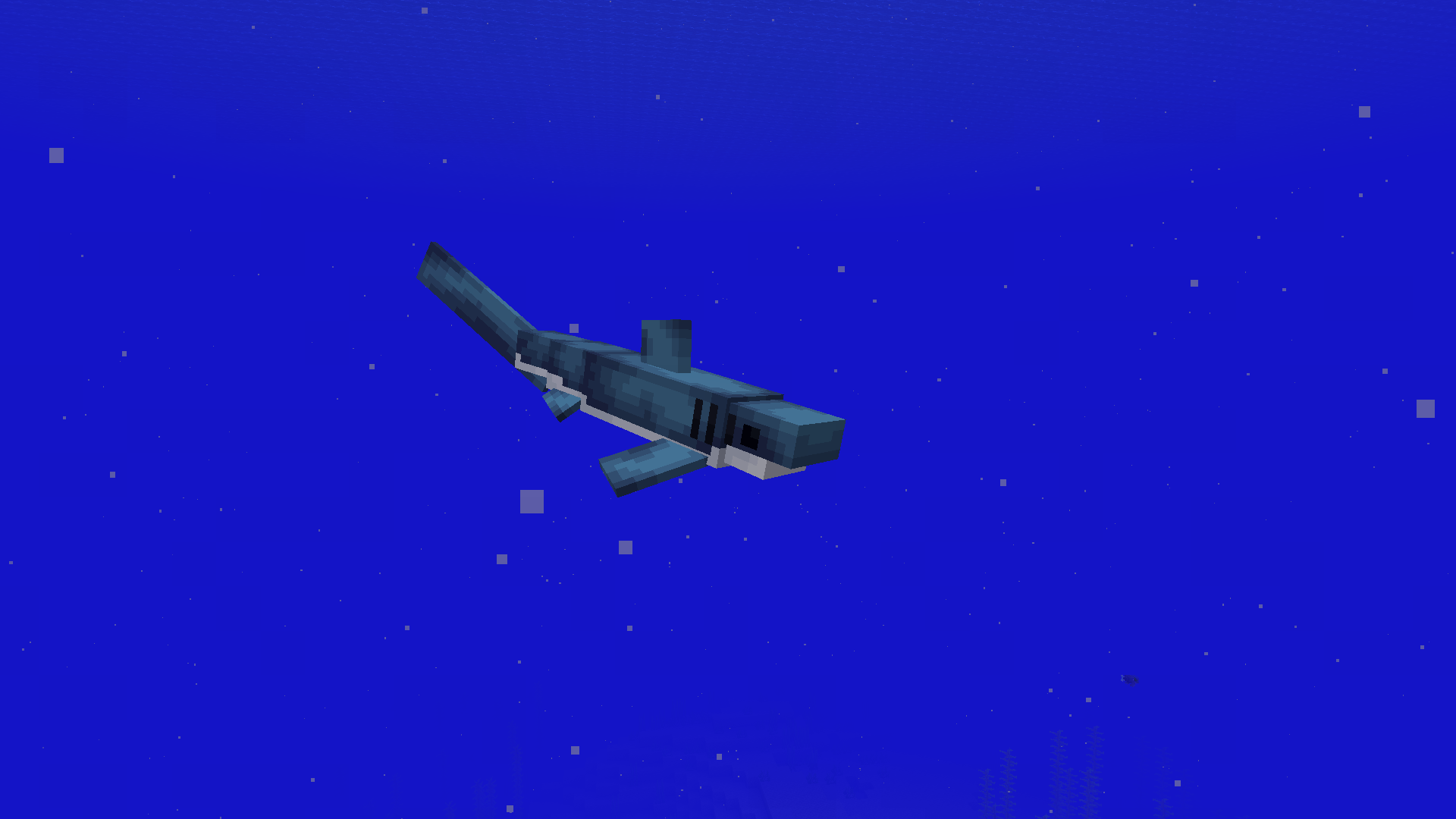 Thresher Shark