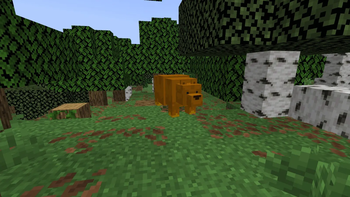 Bear