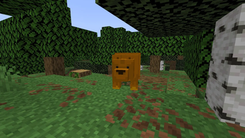 Bear