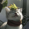 GamerBunny41