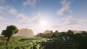 Birch Forest Sunrise