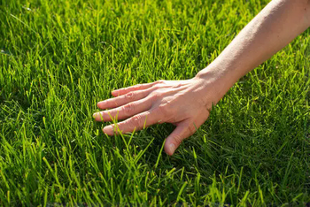 GRASS