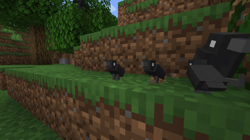 Baby Ravens with their mom