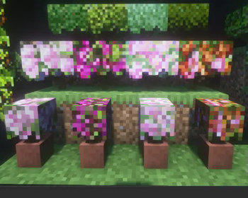 Bougainvillea Bush&pots