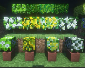 Jasmine Bush&pots