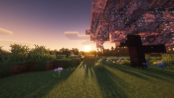 The Sunrise