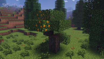 Loquat Tree