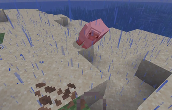 Sheep in rain