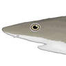 Weaselfish Modpack