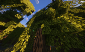 Mangrove leaves