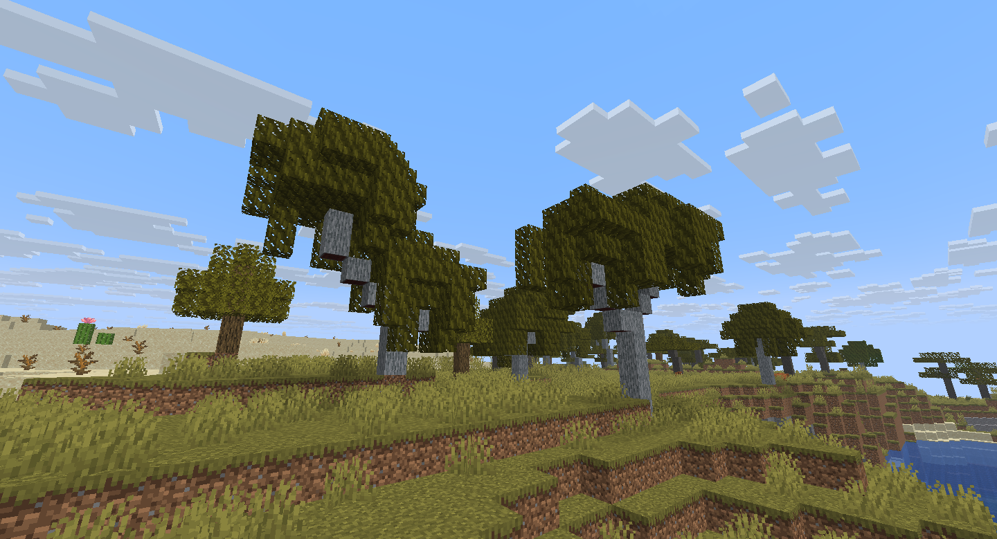 A group of Mahogany Trees