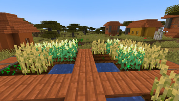 Popcorn can be found in savanna villages!