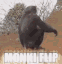 FlipIt