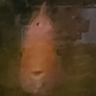 Icon for Papuga Svatus Group